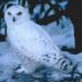 The Mascot of Phi Gamma Delta, the Snowy White Owl "Gamma"
